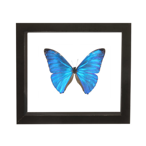 Real Morpho Marcus Butterfly in Black Frame