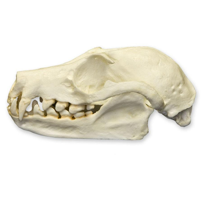 Replica Fruit Bat Skull