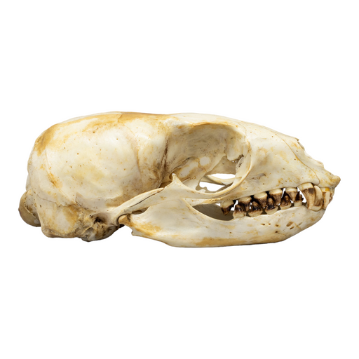 Real California Sea Lion Skull - Female