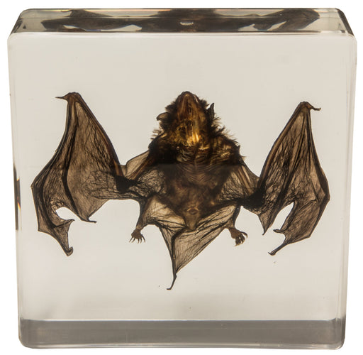 Real Bat in Acrylic Display (Small)