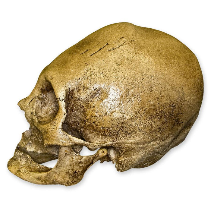 Replica Bound Peruvian Human Skull