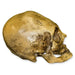 Replica Bound Peruvian Human Skull