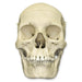 Replica Human Female Medical Quality Skull with Calvarium Cut