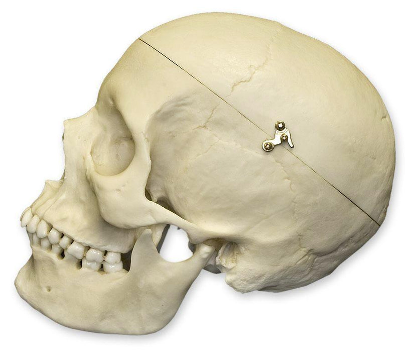 Replica Human Female Medical Quality Skull with Calvarium Cut