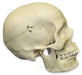 Replica Human Female Medical Quality Skull with Calvarium Cut