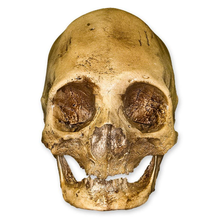 Replica Bound Peruvian Human Skull