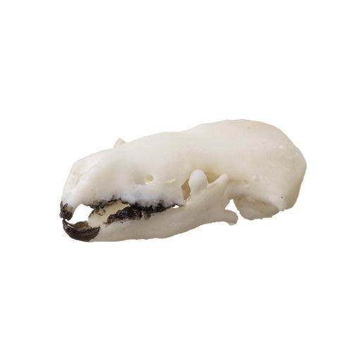 Replica Northern Short-tailed Shrew Skull