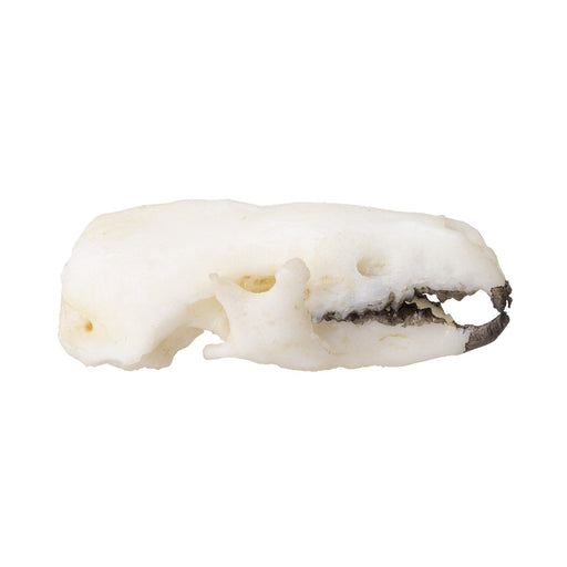 Replica Northern Short-tailed Shrew Skull