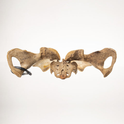 Real Human Pelvis and Sacrum - Antique