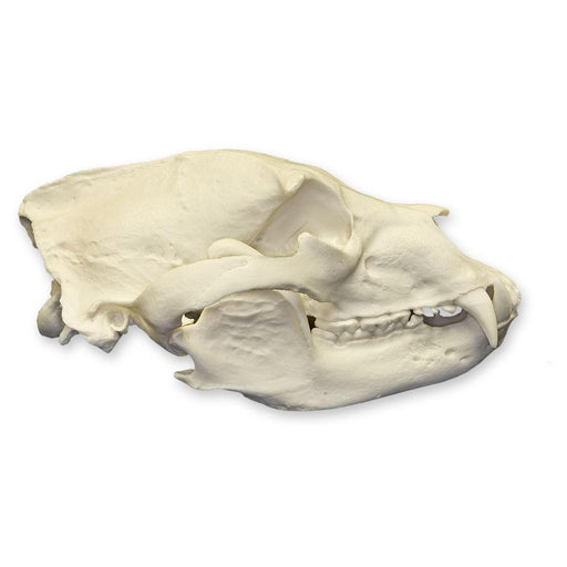 Replica American Black Bear Skull - Economy