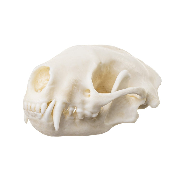 Replica Striped Skunk Skull