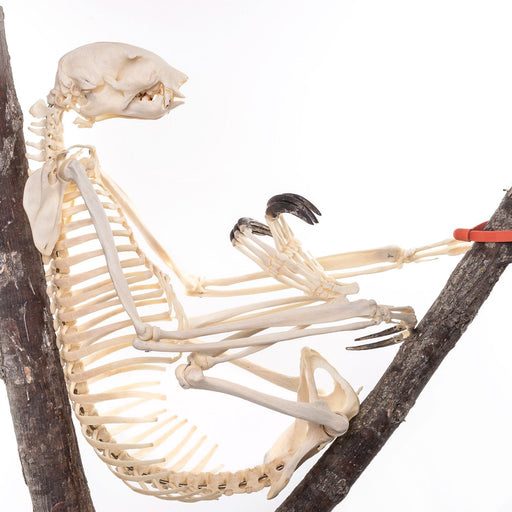 Real Sloth Skeleton - Articulated