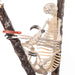 Real Sloth Skeleton - Articulated