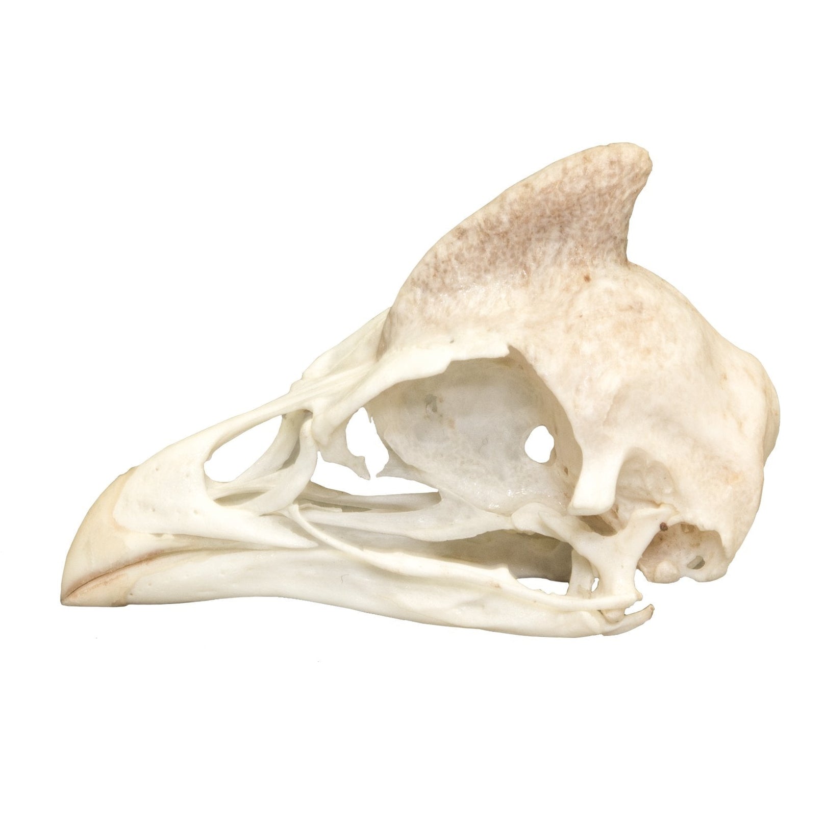 Real Helmeted Guineafowl Skull For Sale — Skulls Unlimited ...