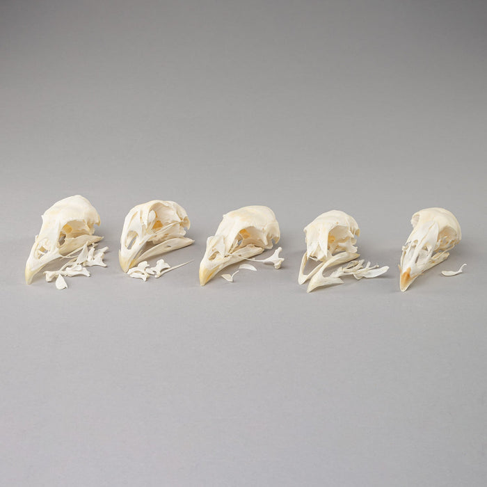 Real Bag-O-Chicken Skulls