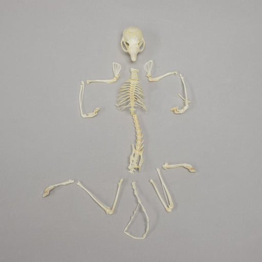 Real Flying Squirrel Skeleton