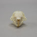 Real Flying Squirrel Skeleton