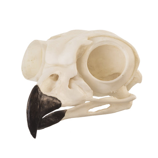 Replica Great Horned Owl Skull