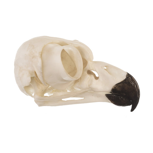 Replica Great Horned Owl Skull