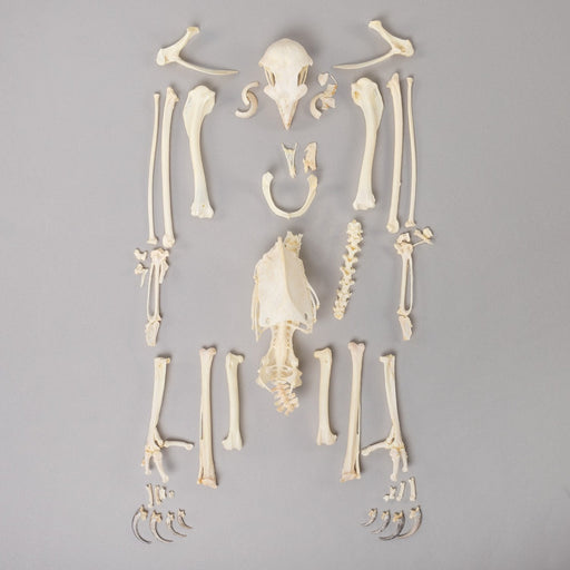 Real Bonelli's Eagle Skeleton