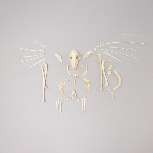 Real Hammerhead Fruit Bat Skeleton - Female