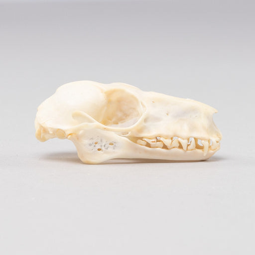 Real Hammerhead Fruit Bat Skeleton - Female