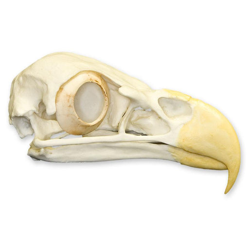 Replica Bald Eagle Skull