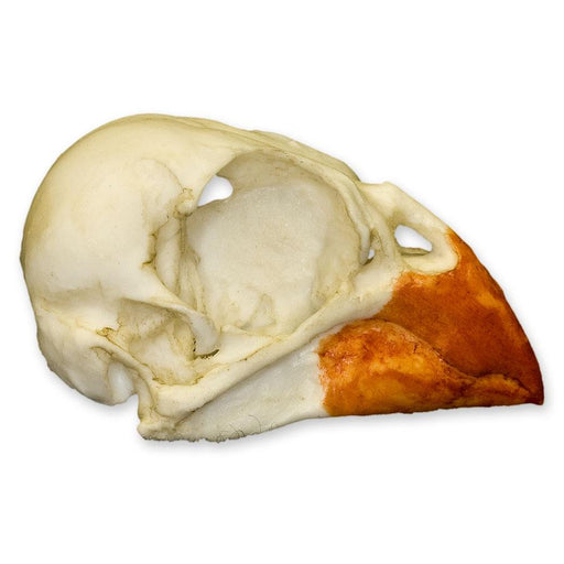 Replica Northern Cardinal Skull