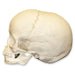 Replica 5-year-old Human Child Archaic Skull