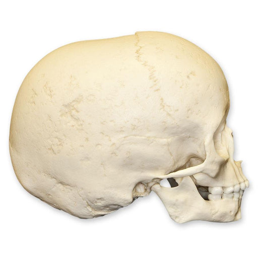 Replica 5-year-old Human Child Archaic Skull