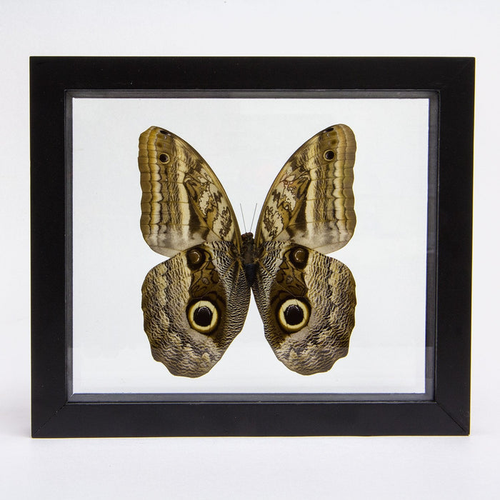 Real Owl Butterfly in Black Frame