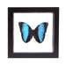 Real Morpho Deidamia Butterfly in Black Frame