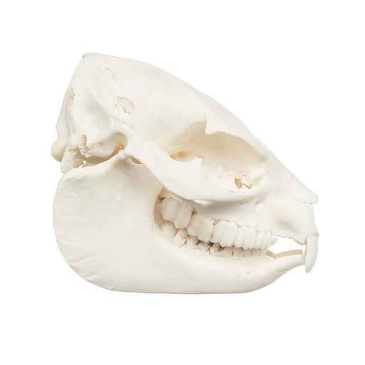 Real Rock Hyrax Skull