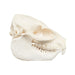 Real Rock Hyrax Skull