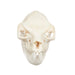 Real Rock Hyrax Skull