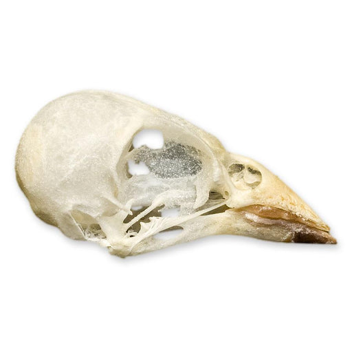 Real Cordon Bleu Skull