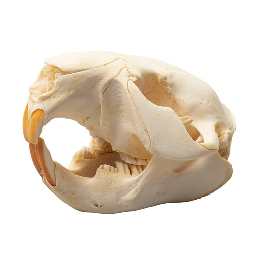 Real Beaver Skull - Adolescent