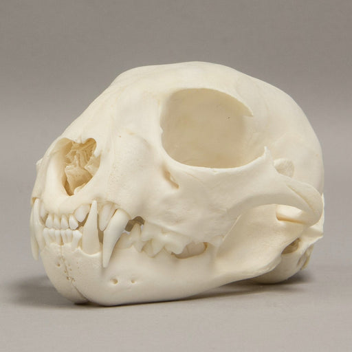 Real Bobcat Skull - Adolescent