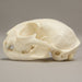 Real Bobcat Skull - Adolescent