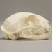 Real Bobcat Skull - Adolescent