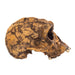 Replica KNM ER 1813 Skull