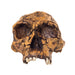 Replica KNM ER 1813 Skull