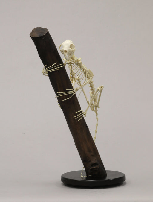 Replica Aye-Aye Skeleton