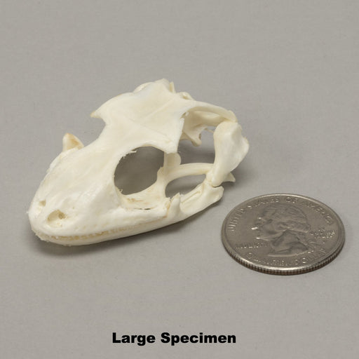 Real Tokay Gecko Skull