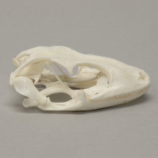 Real Tokay Gecko Skull