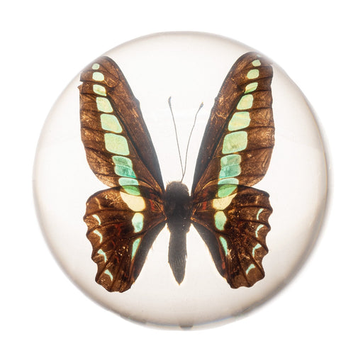 Real Blue Bottle Butterfly in Acrylic Dome Paperweight