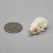 Real Flying Squirrel Skull