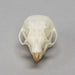 Real Flying Squirrel Skull