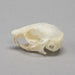 Real Flying Squirrel Skull