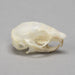 Real Flying Squirrel Skull